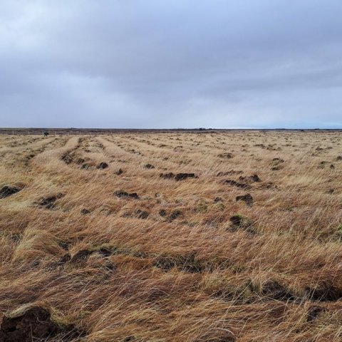 Svæðið sem gróðursett er í er mjög frjósamt og má búast þar við mikilli kolefnisbindingu. Ljósmynd: Valgerður Erlingsdóttir