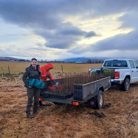 Ekkert er því til fyrirstöðu að gróðursetja í nóvember þegar tíðin hefur verið góð og ekkert frost komið í jörðu. Ljósmynd: Valgerður Erlingsdóttir