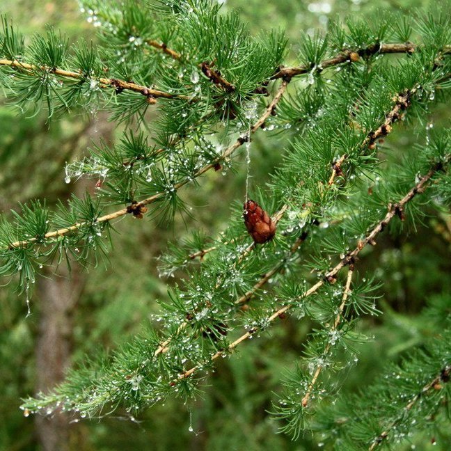 (mynd: Esther Ösp Gunnarsdóttir)