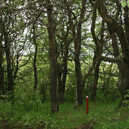 (mynd: Esther Ösp Gunnarsdóttir)