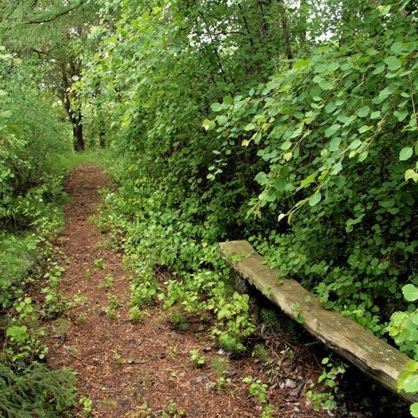 (mynd: Esther Ösp Gunnarsdóttir)