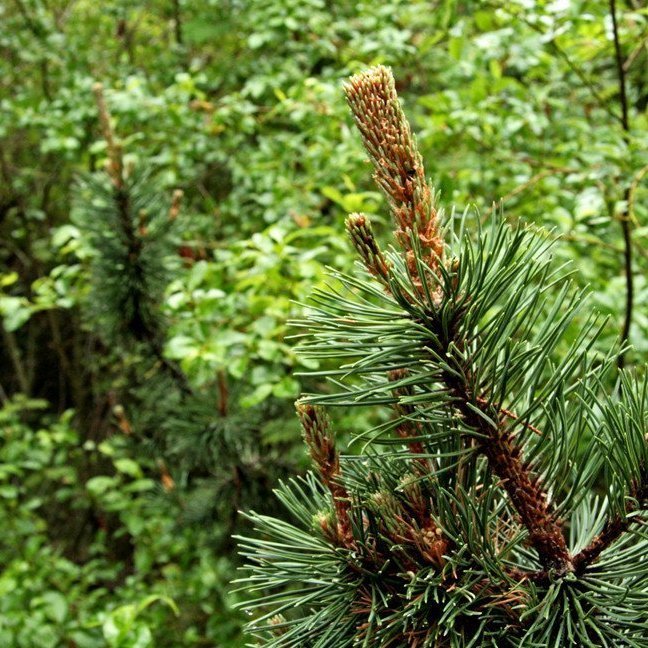 (mynd: Esther Ösp Gunnarsdóttir)