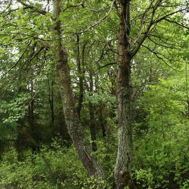 (mynd: Esther Ösp Gunnarsdóttir)