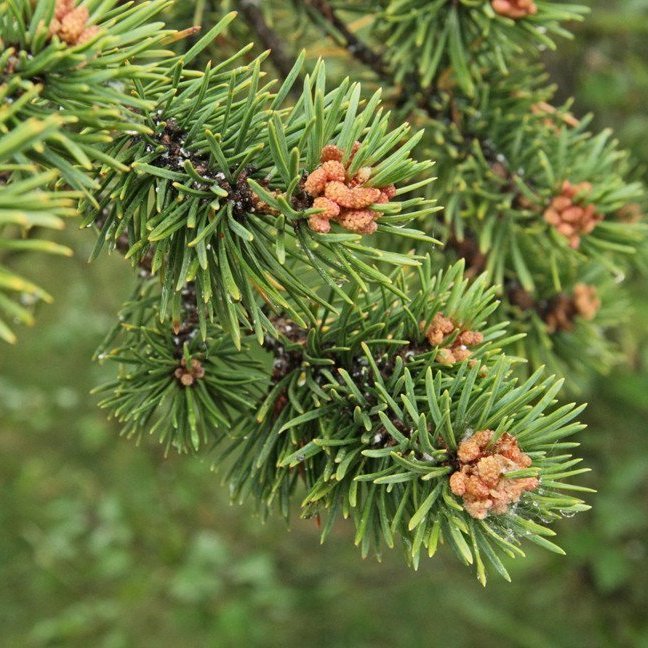 (mynd: Esther Ösp Gunnarsdóttir)