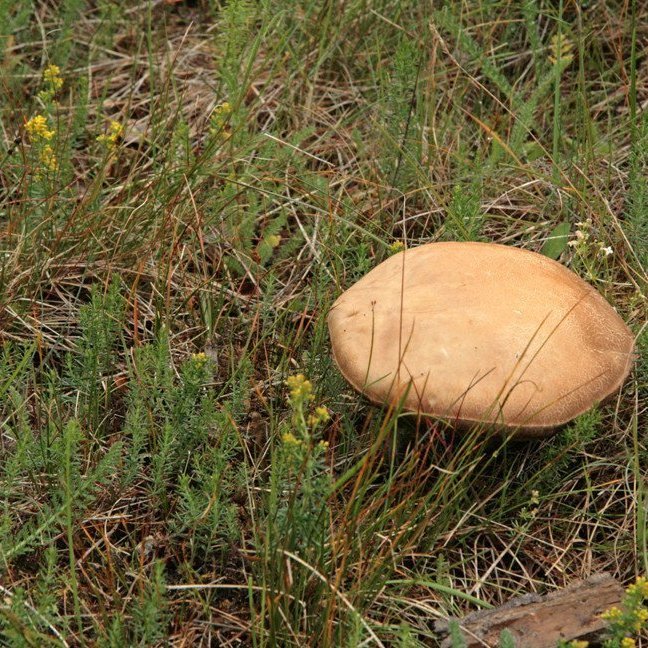 (mynd: Esther Ösp Gunnarsdóttir)