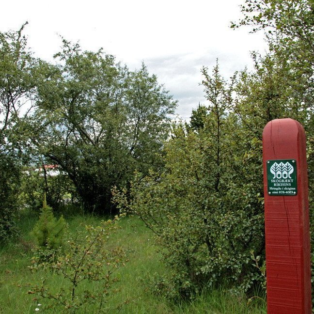 (mynd: Esther Ösp Gunnarsdóttir)