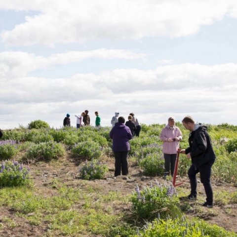 Skólabörn í Þorlákshöfn gróðursetja á Hafnarsandi 1
