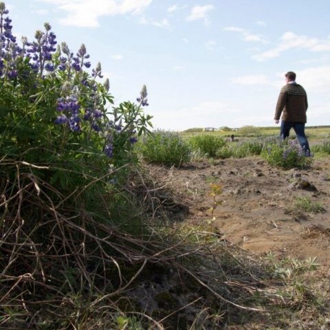 Skólabörn í Þorlákshöfn gróðursetja á Hafnarsandi 8