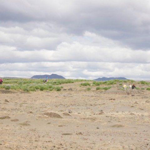 Skólabörn í Þorlákshöfn gróðursetja á Hafnarsandi 10
