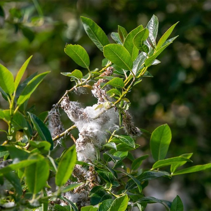 Fullþroskaðir gulvíðireklar. Ljósmynd: Pétur Halldórsson