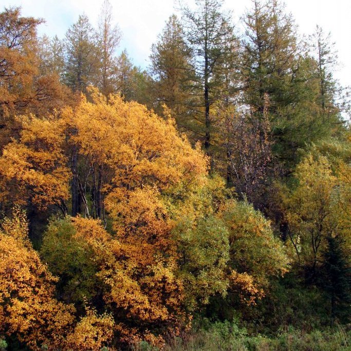 Myndarlegur gulvíðir í Atlavík. Ljósmynd: Þröstur Eysteinsson