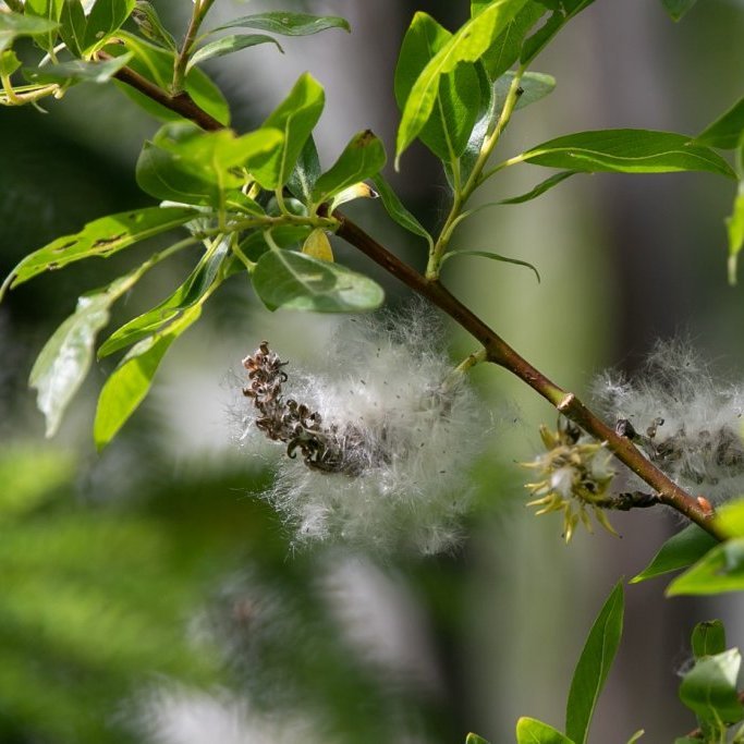 Gulvíðir losar fræ. Ljósmynd: Pétur Halldórsson