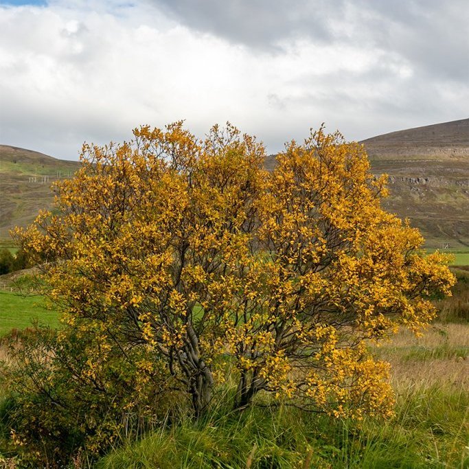 Gulvíðitré við Kaupang Eyjafirði kominn í haustliti 9. september 2022. Ljósmynd: Pétur Halldórsson