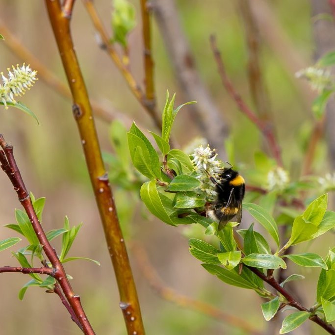 Hunangsfluga og önnur smærri fluga ná sér í hunang. Ljósmynd: Pétur Halldórsson