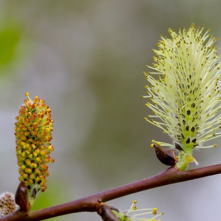 Karlreklar á gulvíði mismikið þroskaðir. Ljósmynd: Pétur Halldórsson