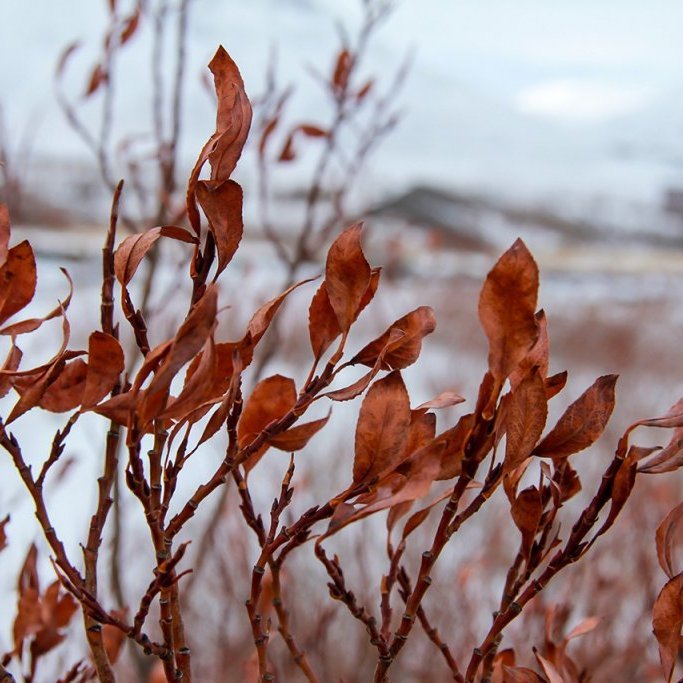 Vetrarlauf á gulvíði. Ljósmynd: Pétur Halldórsson