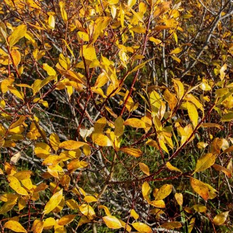 Gulvíðir í haustlitum. Ljósmynd: Pétur Halldórsson