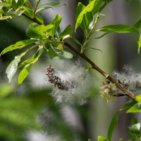 Gulvíðir losar fræ. Ljósmynd: Pétur Halldórsson