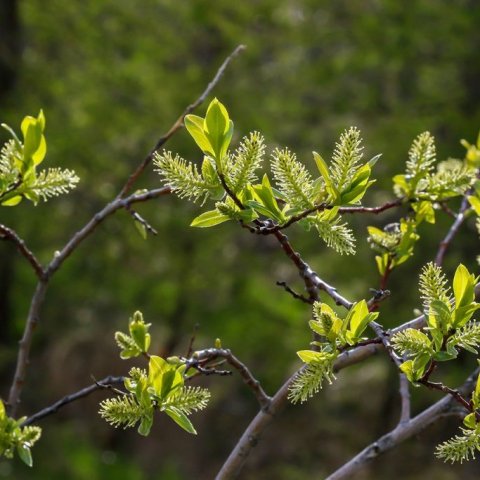 Gulvíðir með kvenreklum. Ljósmynd: Pétur Halldórsson