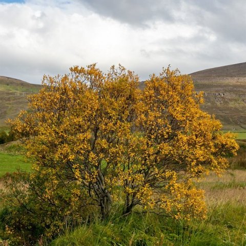 Gulvíðitré við Kaupang Eyjafirði kominn í haustliti 9. september 2022. Ljósmynd: Pétur Halldórsson