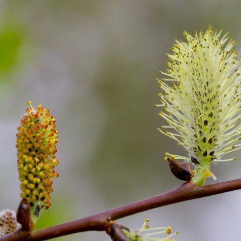 Karlreklar á gulvíði mismikið þroskaðir. Ljósmynd: Pétur Halldórsson