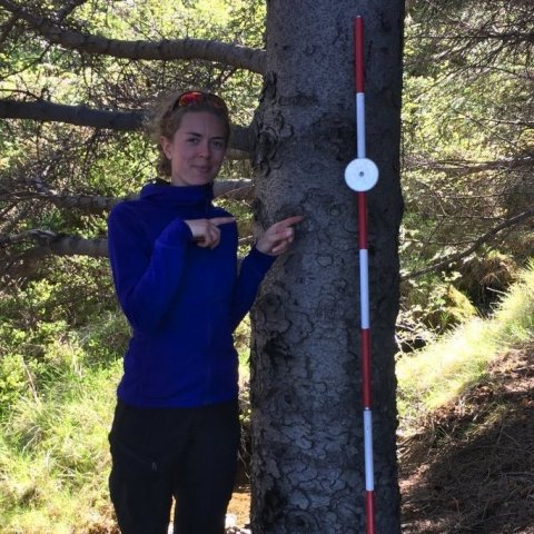 Britta Sterner, sænskur skógfræðinemi, bendir á mælistaðinn þar sem þvermál hæsta trés Vestfjarðakjálkans var mælt. Ljósmynd: Björn Traustason