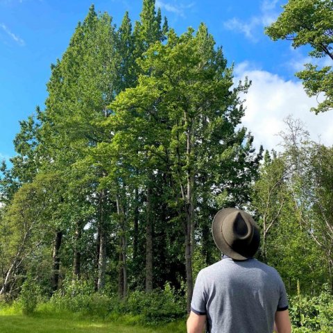 Hæsta alaskaösp á Íslandi við Hjalla á Hallormsstað. Ljósmynd: Hjördís Jónsdóttir