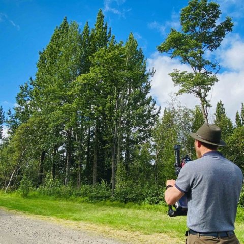 Hæsta alaskaösp á Íslandi við Hjalla á Hallormsstað. Ljósmynd: Hjördís Jónsdóttir