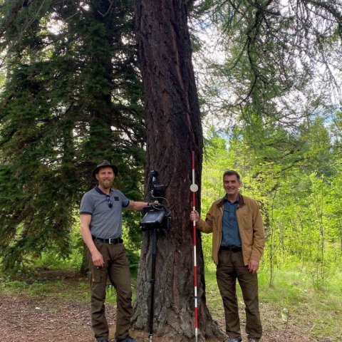 Björn og Þór við hæsta evrópulerki landsins sem stendur í Mörkinni Hallormsstað. Ljósmynd: Hjördís Jónsdóttir