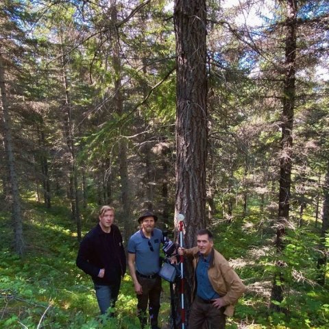 Hæsta lerkitré á Íslandi, rússalerki við Fálkaklett á Hallormsstað. Sverrir Baldur Torfason, Björn Traustason og Þór Þorfinnsson við tréð. Ljósmynd: Hjördís Jónsdóttir