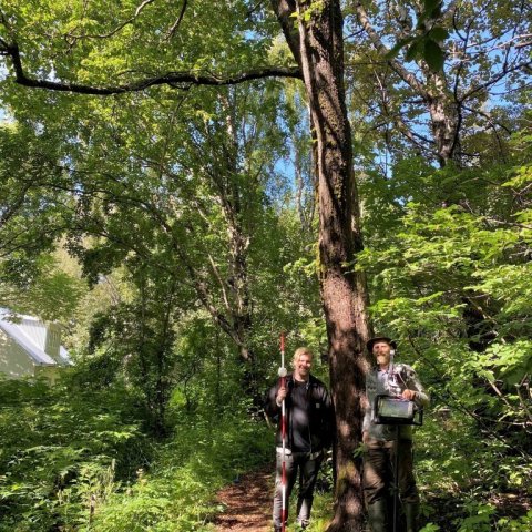 Sverrir og Björn við hæsta álminn. Ljósmynd: Hjördís Jónsdóttir