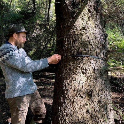 Björn með málbandið á sverasta tré sem mælt var í ferðinni, sitkagreni í Múlakoti, 709 mm að þvermáli. Tréð var gróðursett 1934. Ljósmynd: Hjördís Jónsdóttir
