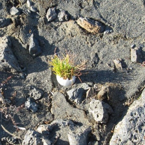 Tveggja ára árangur sáningar í plastglas, mars 2013 II. Ljósmynd: Aðalsteinn Sigurgeirsson