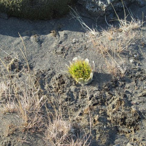 Tveggja ára árangur sáningar í plastglas, mars 2013. Ljósmynd: Aðalsteinn Sigurgeirsson