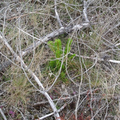 Greinahrúgusáning í júlí 2013. Ljósmynd: Aðalsteinn Sigurgeirsson