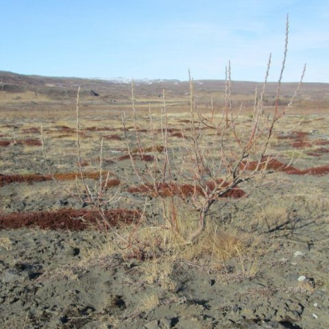 Jörfavíðirinn 'Kólga' á sandi í mars 2013. Ljósmynd: Aðalsteinn Sigurgeirsson
