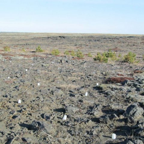 Sáning stafafuru frá 2012 og gróðursetning frá 2008, mynd tekin í mars 2013. Ljósmynd: Aðalsteinn Sigurgeirsson