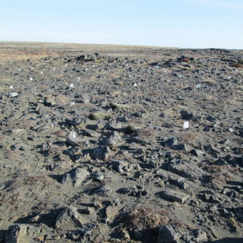 Sáning stafafuru frá fyrra ári mynduð í mars 2013. Ljósmynd: Aðalsteinn Sigurgeirsson