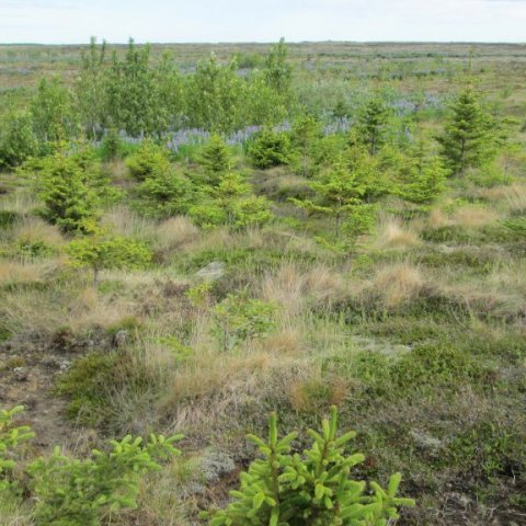 Gróðursetning sitkagrenis og alaskaaspar frá 1996, myndað í júní 2013. Ljósmynd: Aðalsteinn Sigurgeirsson