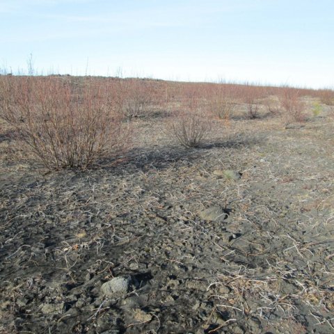 Sitkaölur á Hafnarsandi gróðursettur 2003 og myndaður 2013. Ljósmynd: Aðalsteinn Sigurgeirsson