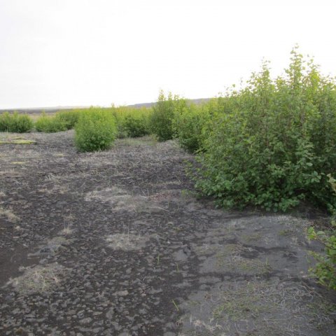 Sitkaölur á Hafnarsandi gróðursettur 2003 og myndaður 2013 II. Ljósmynd: Aðalsteinn Sigurgeirsson