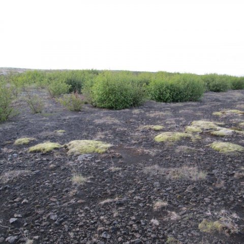 Sitkaölur á Hafnarsandi gróðursettur 2003 og myndaður í júní 2013. Ljósmynd: Aðalsteinn Sigurgeirsson