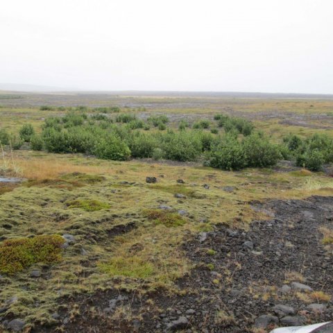 Sitkaölur og blæölur á Hafnarsandi, mynd tekin 2012. Ljósmynd: Aðalsteinn Sigurgeirsson