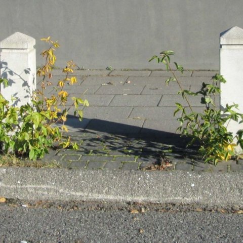 Sjálfsáð gullregn við Snorrabraut í Reykjavík. Ljósmynd: Aðalsteinn Sigurgeirsson