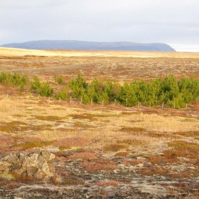 Átta ára stafafura á Hafnarsandi í október 2012. Ljósmynd: Aðalsteinn Sigurgeirsson