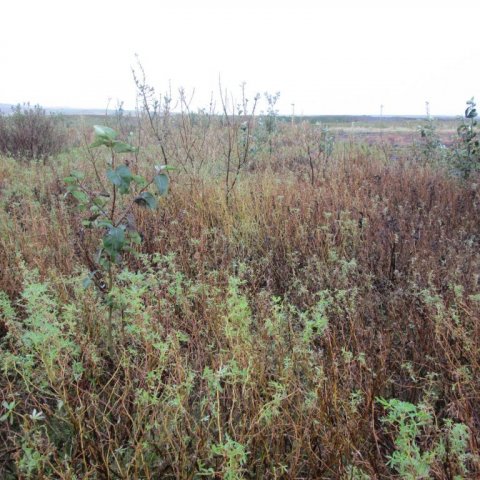 Alaskaösp í lúpínu á Hafnarsandi 2012. Ljósmynd: Aðalsteinn Sigurgeirsson