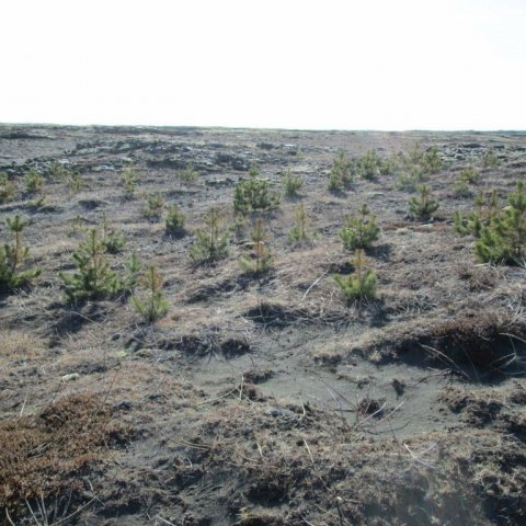 Gróðursetning frá mars 2013. Ljósmynd: Aðalsteinn Sigurgeirsson