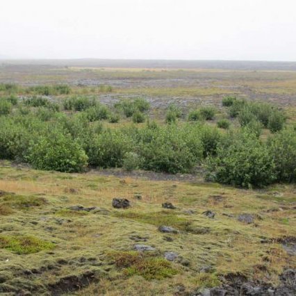 Sitka- og blæölur á Hafnarsandi. Ljósmynd: Aðalsteinn Sigurgeirsson