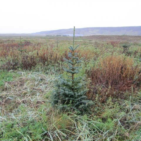 Sitkagreni í lúpínu og melgresi 2012. Ljósmynd: Aðalsteinn Sigurgeirsson