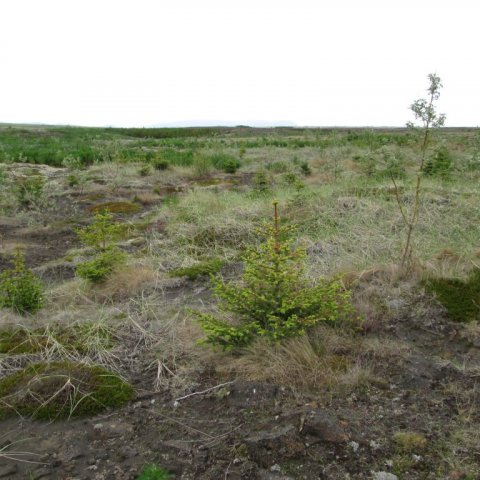 Sitkagreni, víðir og fleira í júlí 2013. Ljósmynd: Aðalsteinn Sigurgeirsson